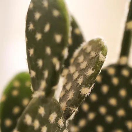 Pruly Centre 3* Cannes