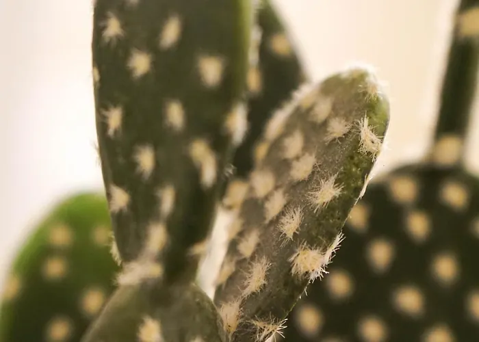 Pruly Centre 3* Cannes